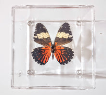 Load image into Gallery viewer, Framed Butterflies-Mounted Butterflies-Preserved Butterflies