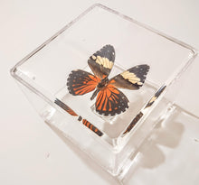 Load image into Gallery viewer, Framed Butterflies-Mounted Butterflies-Preserved Butterflies
