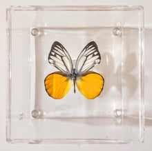 Load image into Gallery viewer, Framed Butterflies-Mounted Butterflies-Preserved Butterflies