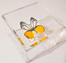 Load image into Gallery viewer, Framed Butterflies-Mounted Butterflies-Preserved Butterflies