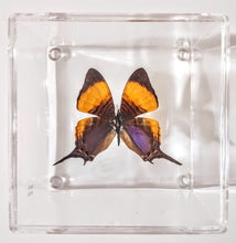 Load image into Gallery viewer, Framed Butterflies-Mounted Butterflies-Preserved Butterflies