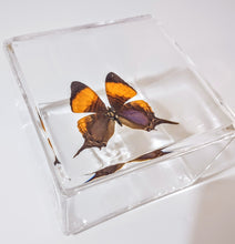 Load image into Gallery viewer, Framed butterfly preserved in acrylic display