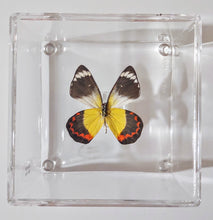 Load image into Gallery viewer, Framed Butterflies-Mounted Butterflies-Preserved Butterflies