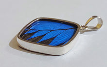 Load image into Gallery viewer, Butterfly wing jewelry, real butterfly, butterfly wing pendant, butterfly wing earrings real butterfly gifts, jewelry with butterfly wings