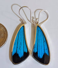 Load image into Gallery viewer, Butterfly earrings, real butterfly wing jewelry, real butterflies in jewelry, butterfly wings in jewelry, butterfly wing jewelry