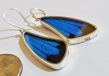 Load image into Gallery viewer, Butterfly earrings, real butterfly wing jewelry, real butterflies in jewelry, butterfly wings in jewelry, butterfly wing jewelry