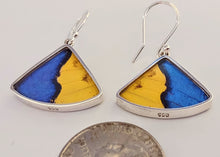 Load image into Gallery viewer, Butterfly earrings, real butterfly wing jewelry, real butterflies in jewelry, butterfly wings in jewelry, butterfly wing jewelry