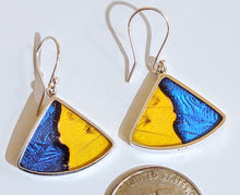 Load image into Gallery viewer, Butterfly earrings, real butterfly wing jewelry, real butterflies in jewelry, butterfly wings in jewelry, butterfly wing jewelry