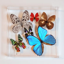 Load image into Gallery viewer, Framed Butterflies-Mounted Butterflies-Preserved Butterflies