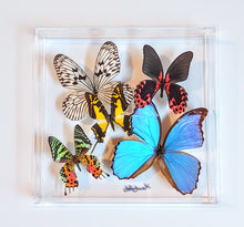 Load image into Gallery viewer, Framed Butterflies-Mounted Butterflies-Preserved Butterflies