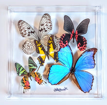 Load image into Gallery viewer, Framed Butterflies-Mounted Butterflies-Preserved Butterflies
