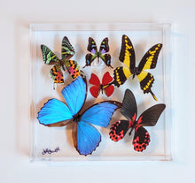 Load image into Gallery viewer, Framed Butterflies-Mounted Butterflies-Preserved Butterflies