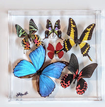 Load image into Gallery viewer, Framed Butterflies-Mounted Butterflies-Preserved Butterflies