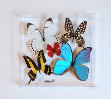 Load image into Gallery viewer, Framed Butterflies-Mounted Butterflies-Preserved Butterflies