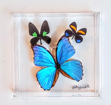 Load image into Gallery viewer, Framed Butterflies-Mounted Butterflies-Preserved Butterflies