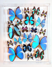 Load image into Gallery viewer, Real framed butterflies with a blue theme preserved in acrylic frame