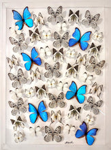 Load image into Gallery viewer, Framed Butterflies-Mounted Butterflies-Preserved Butterflies