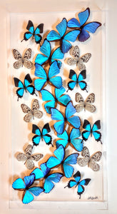 16x34x2.5" butterflies, butterfly taxidermy, butterfly collection butterfly displays, framed butterfly, butterfly art