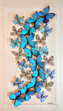 Load image into Gallery viewer, 16x34x2.5&quot; butterflies, butterfly taxidermy, butterfly collection butterfly displays, framed butterfly, butterfly art
