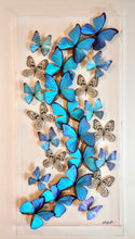 Load image into Gallery viewer, Framed Butterflies-Mounted Butterflies-Preserved Butterflies