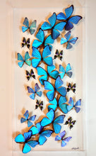 Load image into Gallery viewer, Framed Butterflies-Mounted Butterflies-Preserved Butterflies