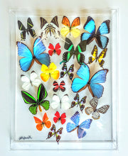 Load image into Gallery viewer, real framed butterflies mounted