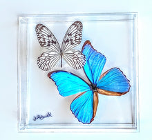 Load image into Gallery viewer, Framed Butterflies-Mounted Butterflies-Preserved Butterflies