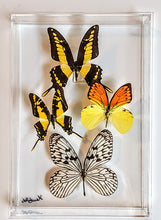 Load image into Gallery viewer, framed butterflies