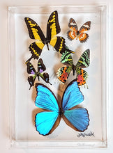Load image into Gallery viewer, Framed Butterflies-Mounted Butterflies-Preserved Butterflies