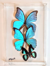 Load image into Gallery viewer, Framed Butterflies-Mounted Butterflies-Preserved Butterflies