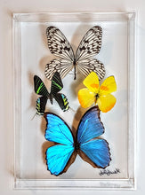 Load image into Gallery viewer, Framed Butterflies-Mounted Butterflies-Preserved Butterflies