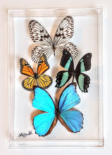 Load image into Gallery viewer, Framed Butterflies-Mounted Butterflies-Preserved Butterflies