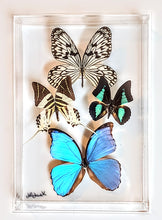 Load image into Gallery viewer, Framed Butterflies-Mounted Butterflies-Preserved Butterflies