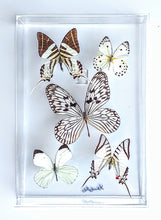 Load image into Gallery viewer, Framed butterflies preserved in acrylic display