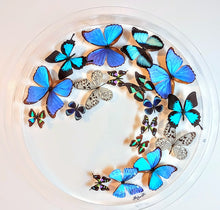 Load image into Gallery viewer, Framed Butterflies-Mounted Butterflies-Preserved Butterflies