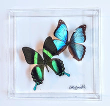 Load image into Gallery viewer, Framed Butterflies-Mounted Butterflies-Preserved Butterflies