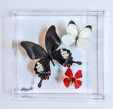 Load image into Gallery viewer, Framed Butterflies-Mounted Butterflies-Preserved Butterflies