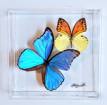 Load image into Gallery viewer, Framed Butterflies-Mounted Butterflies-Preserved Butterflies
