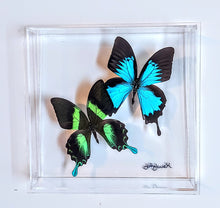 Load image into Gallery viewer, real framed butterflies