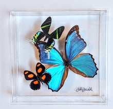 Load image into Gallery viewer, Framed Butterflies-Mounted Butterflies-Preserved Butterflies