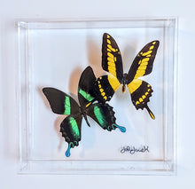 Load image into Gallery viewer, Framed Butterflies-Mounted Butterflies-Preserved Butterflies