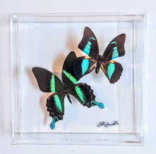 Load image into Gallery viewer, Framed Butterflies-Mounted Butterflies-Preserved Butterflies