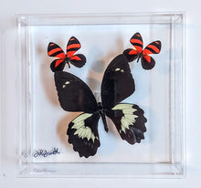 Load image into Gallery viewer, Framed Butterflies-Mounted Butterflies-Preserved Butterflies