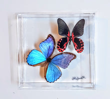 Load image into Gallery viewer, Framed Butterflies-Mounted Butterflies-Preserved Butterflies