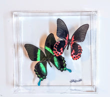 Load image into Gallery viewer, Framed Butterflies-Mounted Butterflies-Preserved Butterflies