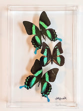Load image into Gallery viewer, Framed Butterflies-Mounted Butterflies-Preserved Butterflies