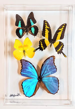 Load image into Gallery viewer, Framed Butterflies-Mounted Butterflies-Preserved Butterflies
