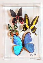 Load image into Gallery viewer, Framed Butterflies-Mounted Butterflies-Preserved Butterflies