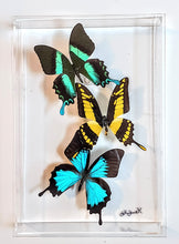 Load image into Gallery viewer, Framed Butterflies-Mounted Butterflies-Preserved Butterflies