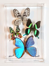 Load image into Gallery viewer, Framed Butterflies-Mounted Butterflies-Preserved Butterflies